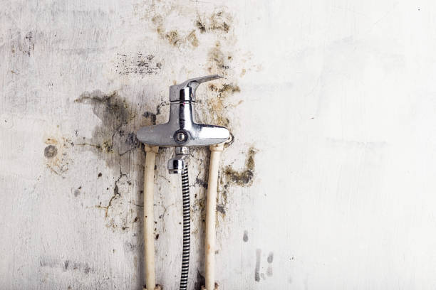 Best Black Mold Removal  in North Redington Beach, FL