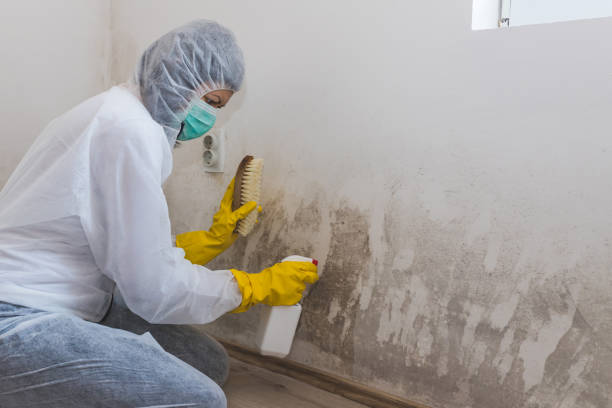 Best Crawl Space Mold Removal  in North Redington Beach, FL