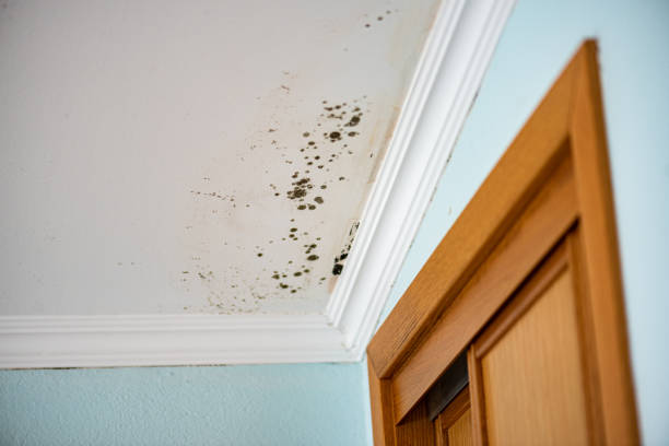 Best Commercial Mold Removal  in North Redington Beach, FL