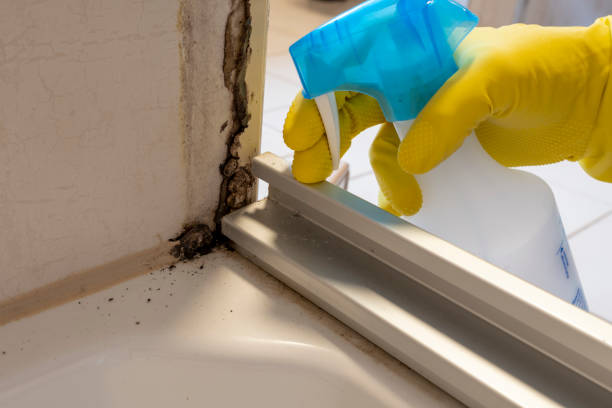 Best Attic Mold Removal  in North Redington Beach, FL